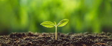 Une plante sortant de terre