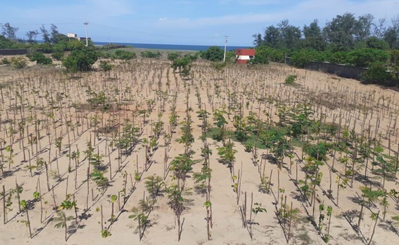 3.000 arbres plantés à Mahabalipuram, au Tamil Nadu (Inde)