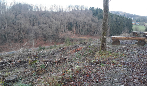 Future surface de reboisement dans la forêt communale de Lindlar